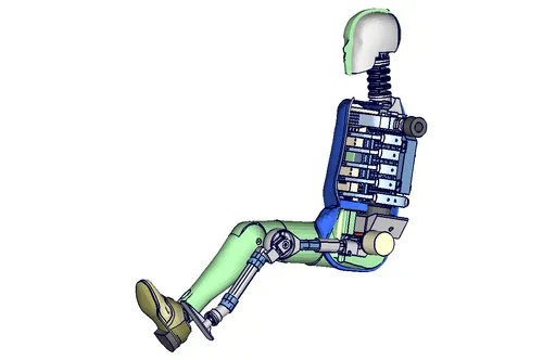 SID2S Querschnitt + Skelett