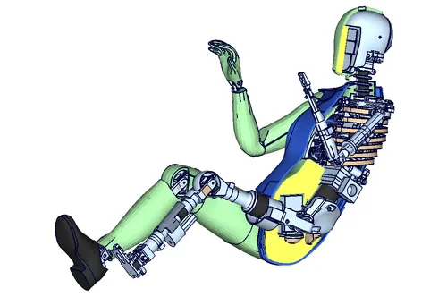 THOR TF Querschnitt + Skelett